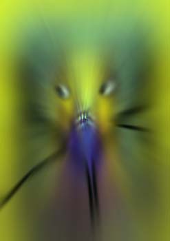 RID_GH_72_048